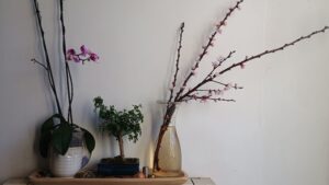 Mensola con tre piante, un orchidea, un bonsai e una bottiglia di vetro contenente un ramo di pesco fiorito