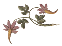 fioreapunta